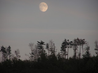 moon rise over the black forest