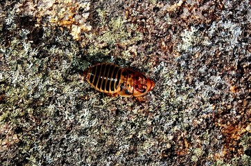 wild cockroach
