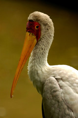 yellow billed stork