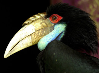 hornbill