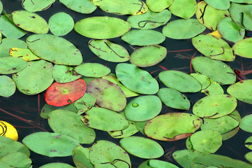 lily pad background