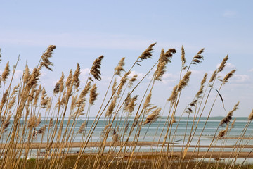 reed stand