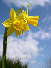 Ostern, Easter, Gelbe Osterglocke, Narzisse,  Himmel, Textraum, copy space, Hochformat © Johanna Mühlbauer