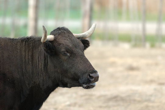 vachette camarguaise