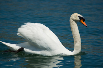 swan