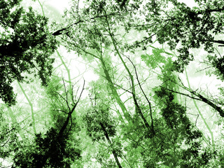 green forest