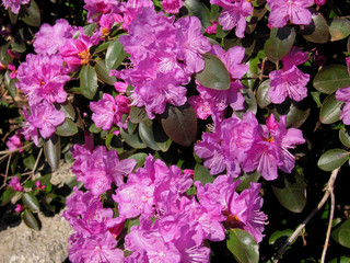 violet azalea bush