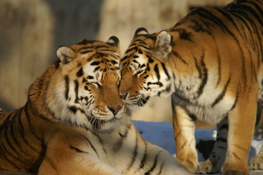 Fototapeta nice tigers