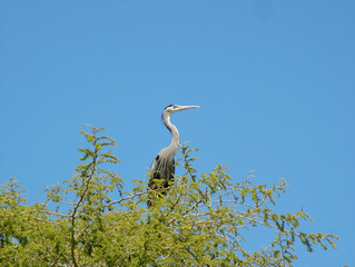 Fototapeta premium lonely ibis