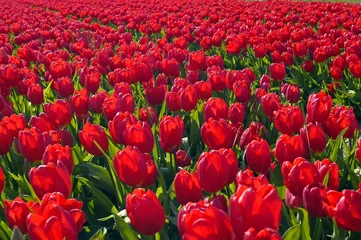 Cercles muraux Tulipe tulipes rouges