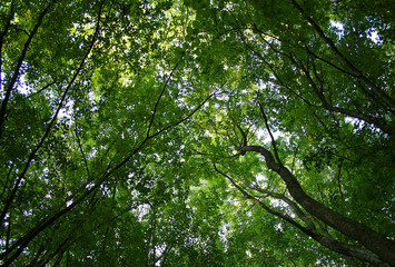 a crone of trees