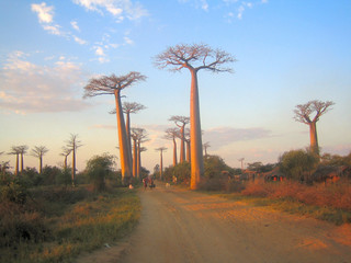 baobabs à madagascar