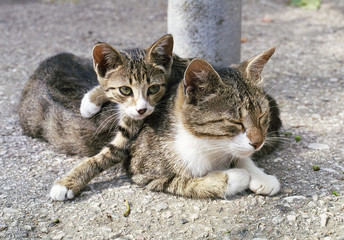 cat and kitten