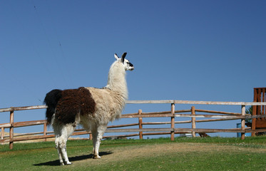 llama 3
