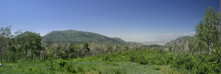 alpine loop meadow