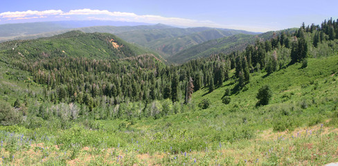 wasatch meadow