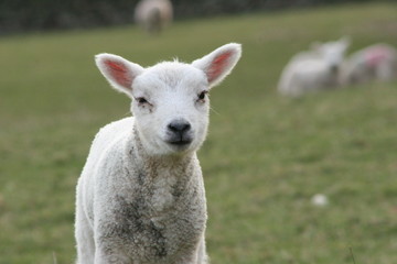 lamb looking