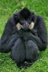 Obraz premium gibbon à favoris roux