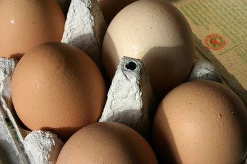 eier