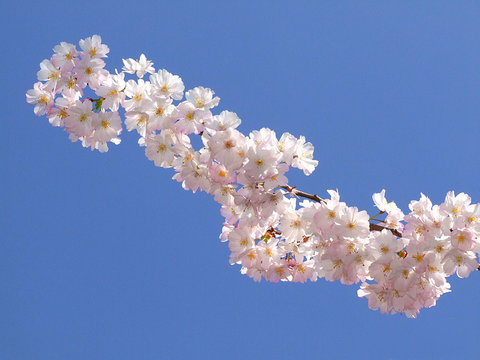 prunus