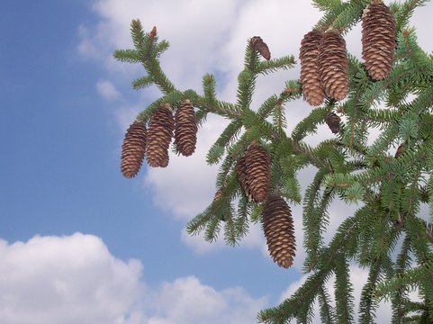 pignes de pins