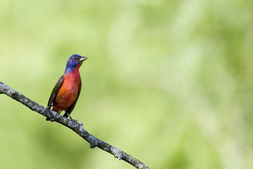 painted bunting (passerina ciris)