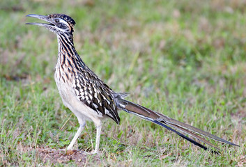 greater roadrunner