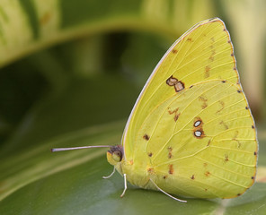 Naklejka premium cloudless giant sulphur butterfly