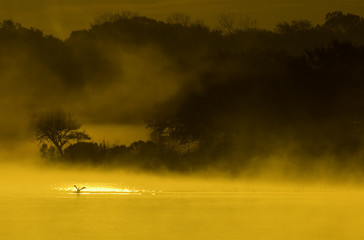 sunrise on the pond