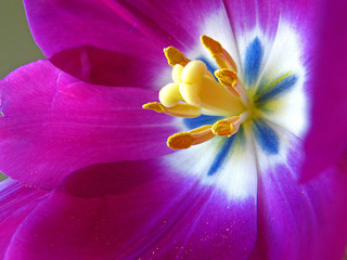 tulip closeup