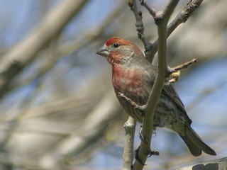 finch on a branch
