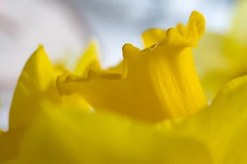 Crédence de cuisine en verre imprimé Narcisse macro de jonquille