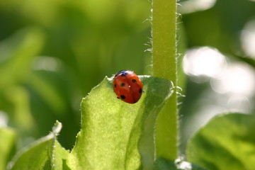 coccinelle au soleil
