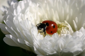 coccinelle sur paquerette blanche