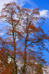 ein baum mit braunen blättern