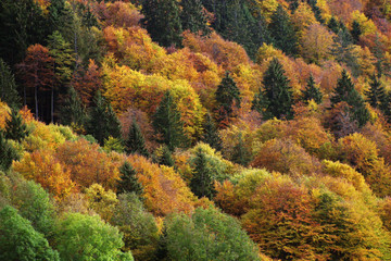 Obraz premium fall colors