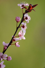 Fototapeta na wymiar brzoskwiniowy kwiat