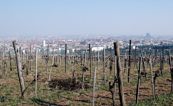wien & weingarten