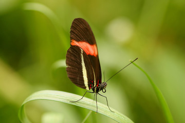 schmetterling