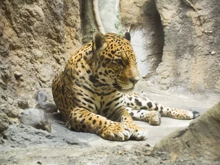 Abwaschbare Fototapete Panther Der Panther