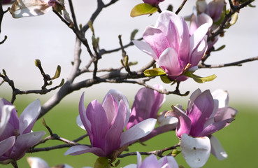 magnolia