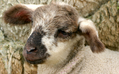 new lamb 2