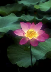 Papier Peint photo autocollant fleur de lotus lotus