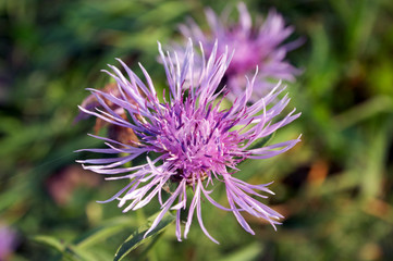 wild purple flower