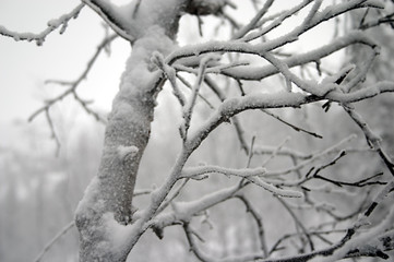 frost branches