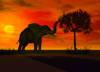 Obraz na płótnie Canvas karmienie słoni