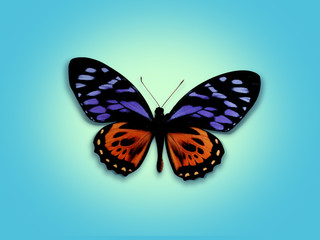 papillon collection - e