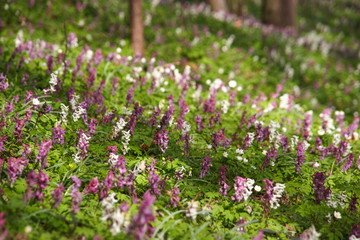 Obraz premium frühling im wald 2