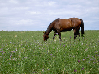 Plakat cheval dans champ fleuri