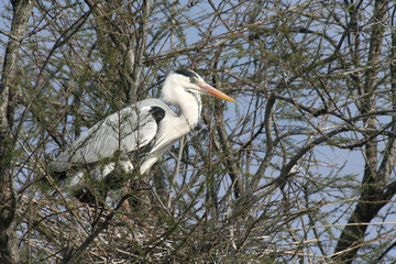 héron cendré ardea cinerea